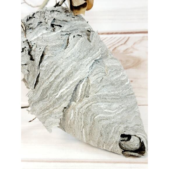 Large Real Hornet's Nest Hive Paper Wasp Bee Decor From Utah Mountains 10" x 6" - Picture 3 of 11